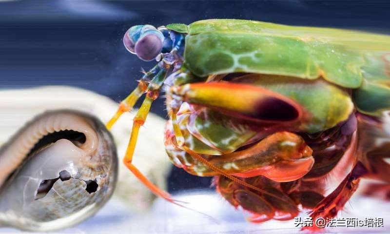 螳螂虾击碎乌龟壳,螳螂虾攻击螳螂虾
