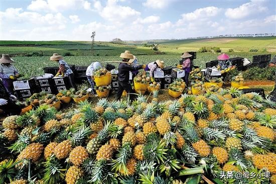 菠萝育苗繁殖方法,菠萝苗的栽培方法