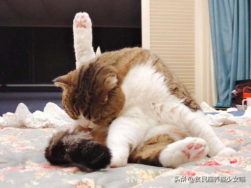 辟谣猫咪并非黑夜都能看得清,辟谣猫咪寄生虫
