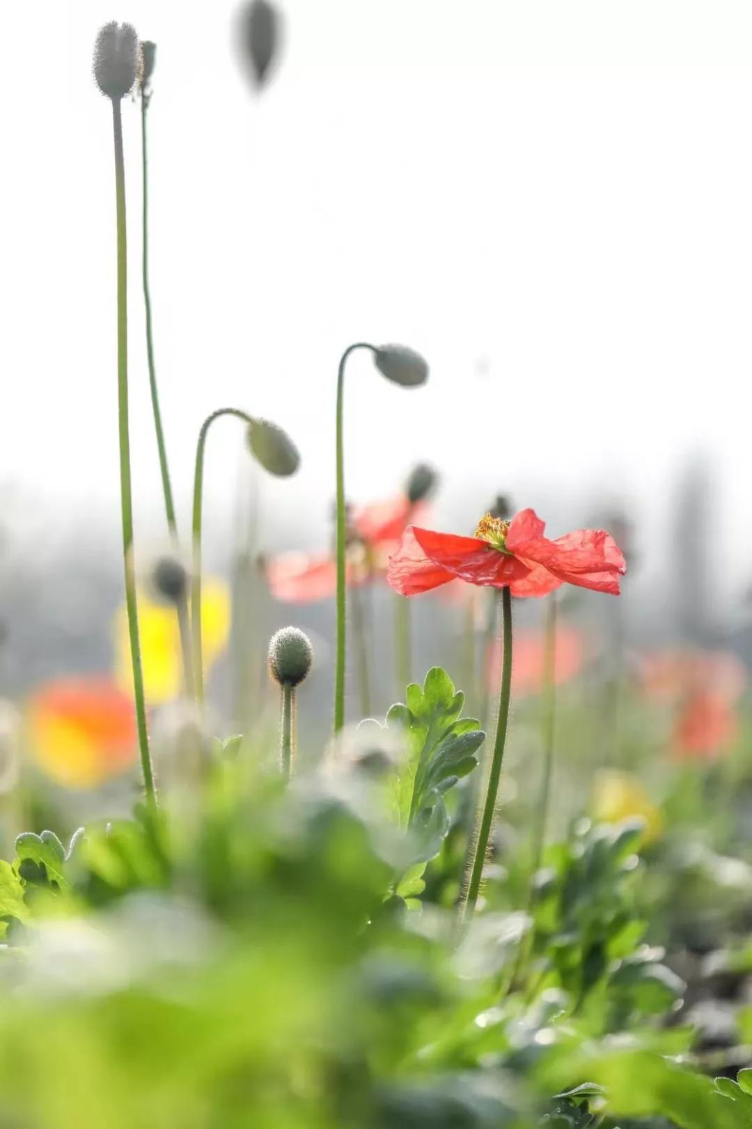 建一座完全不打药的生态花园，所有生命在这里和谐共处，值得收藏