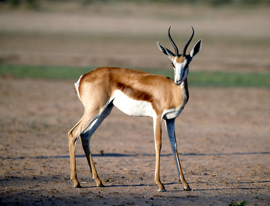 非洲牛科，物种繁多，来认识一下非洲大陆的各种羚羊吧