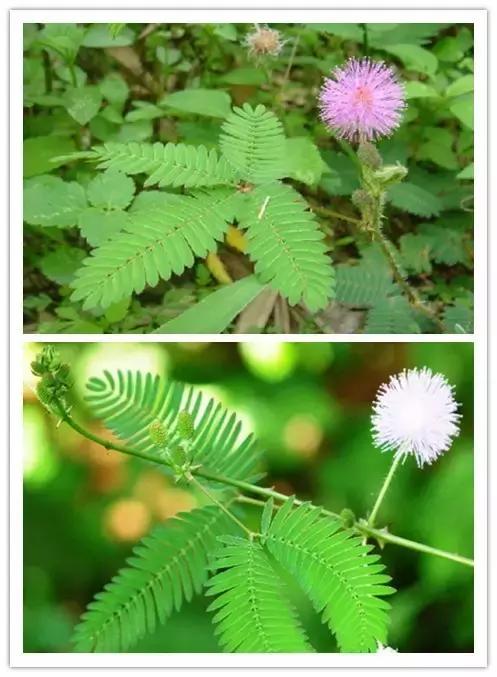 100种常见花卉资料大全,常见100种花卉介绍图片