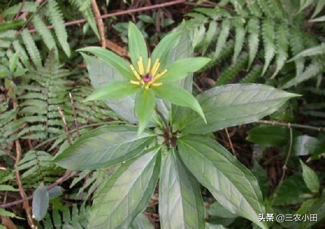 七叶一枝花稀有,七叶一枝花为什么珍贵