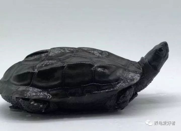 深水养龟优缺点,家庭养龟的正确方法和注意事项