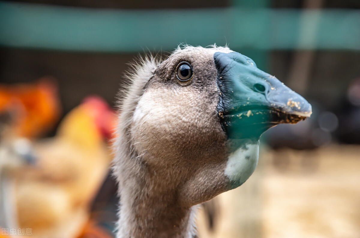 赔59万，咬成残疾，被称家禽界流氓！村霸大鹅，为何见谁都硬刚？