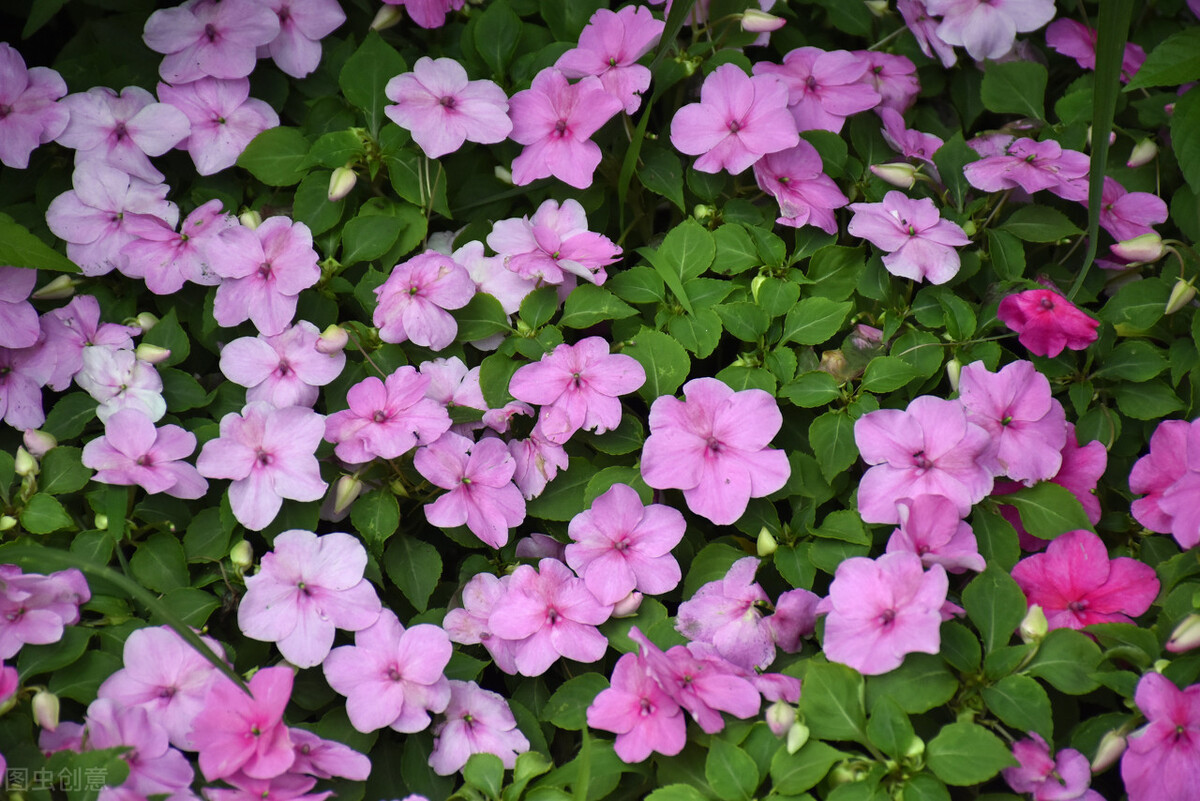 那些令人赞叹的庭院花卉,5种庭院生活方式的花卉