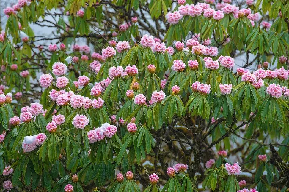 万亩杜鹃花开！邂逅野生水鹿，观云海住树屋，成都自驾3.5h就到！