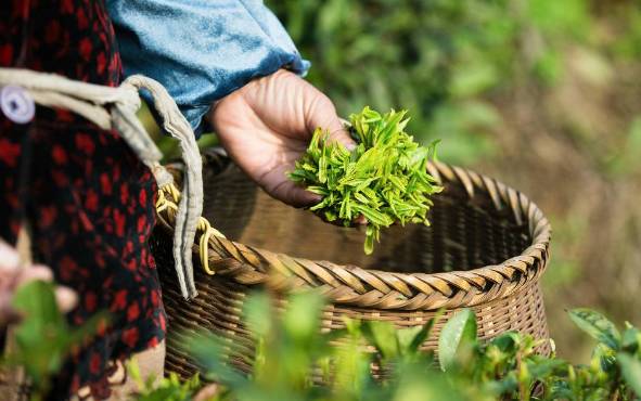 春天登山正确打开方式！这些藏在深处的秘境、美宿、茗茶在等着你！