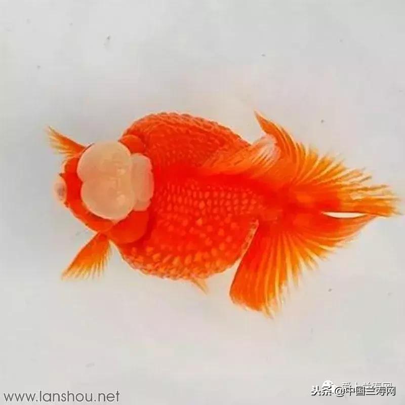 生命力最大的金鱼品种有哪些,十大最好的金鱼品种