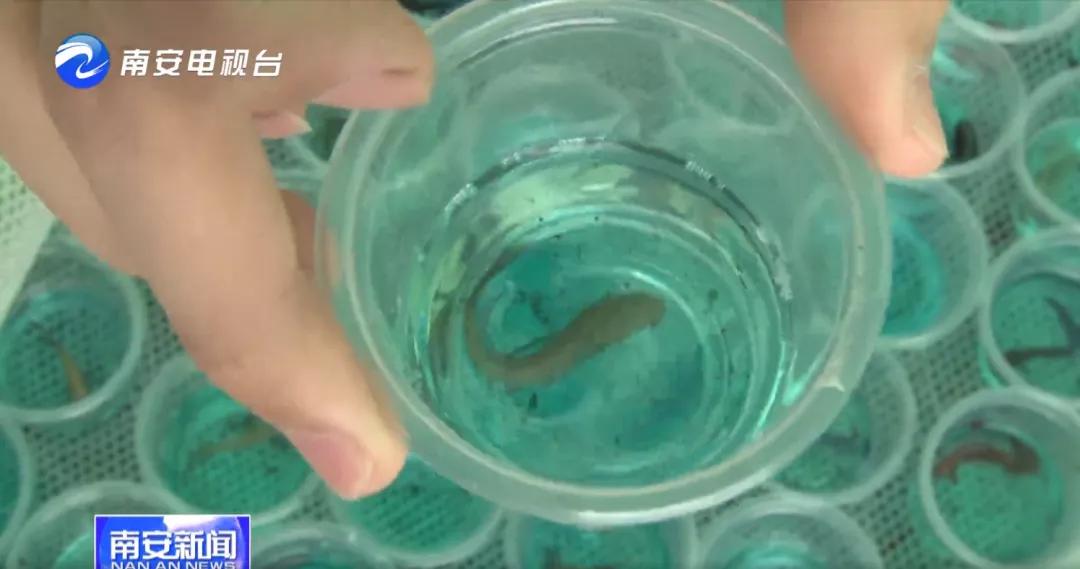 90后小伙的“斗鱼”梦：泰国斗鱼从南安“游”到全国各地！