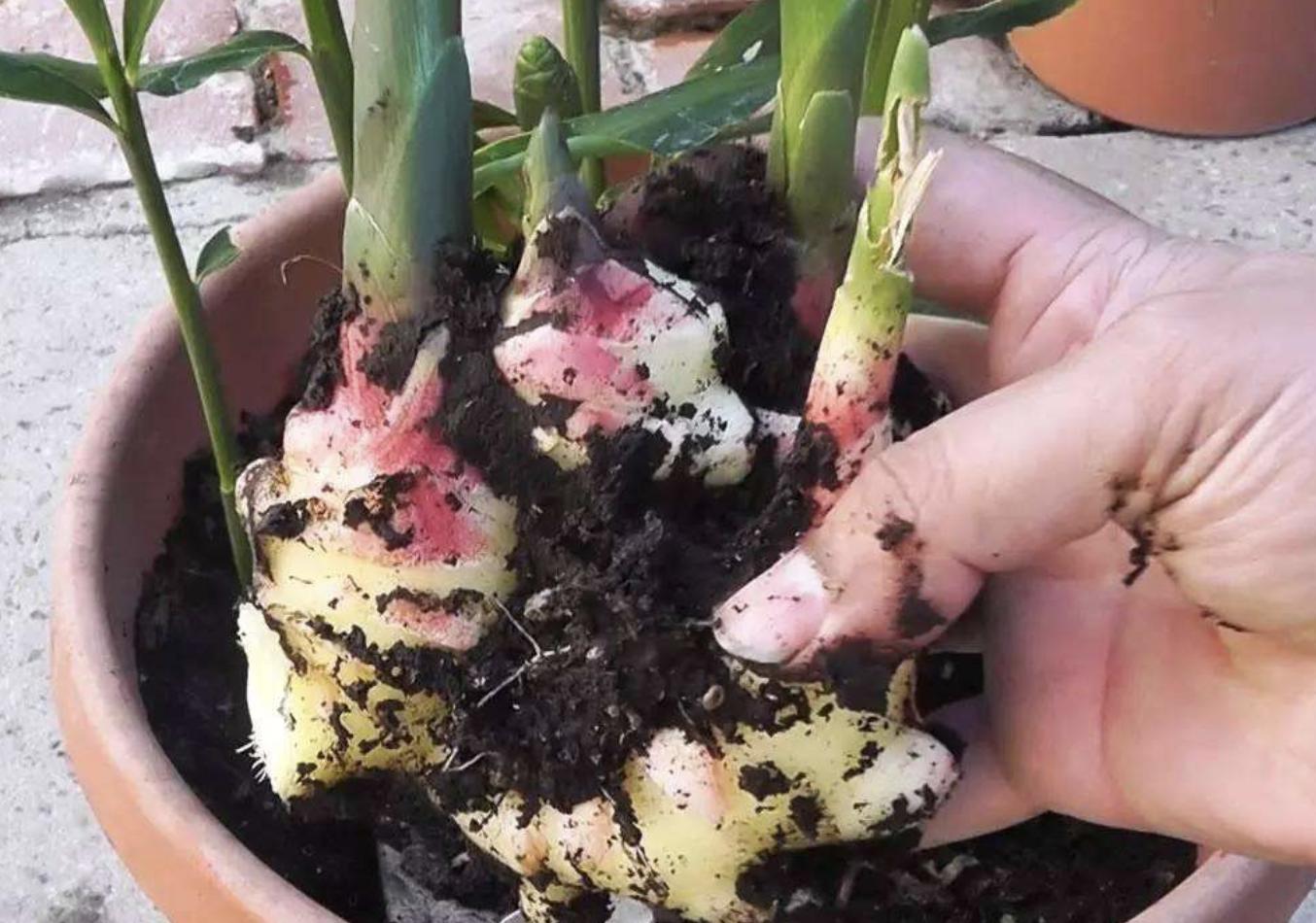 生姜的盆栽方法和用量图片,生姜种植盆栽放土还是放水