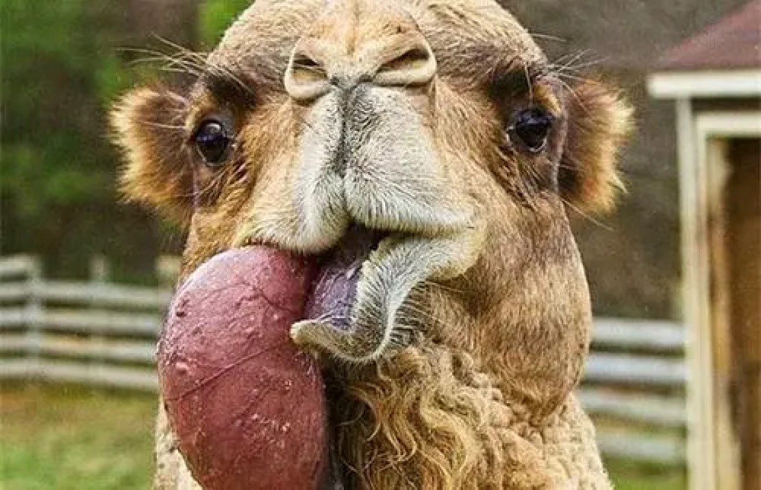 真是狗嘴里吐不出象牙,狗嘴里吐不出象牙但可以吐出蛇头