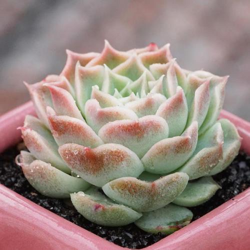 肉肉名字五行属什么,肉肉这个名字招财吗