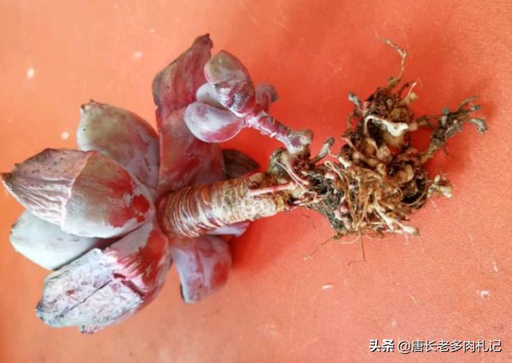 怎么灭多肉上白色的介壳虫,多肉蚧壳虫和蚜虫的区别