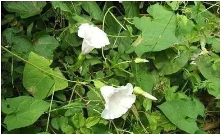 带你们认识这些野生草药,农村随处可见的几种野生中草药