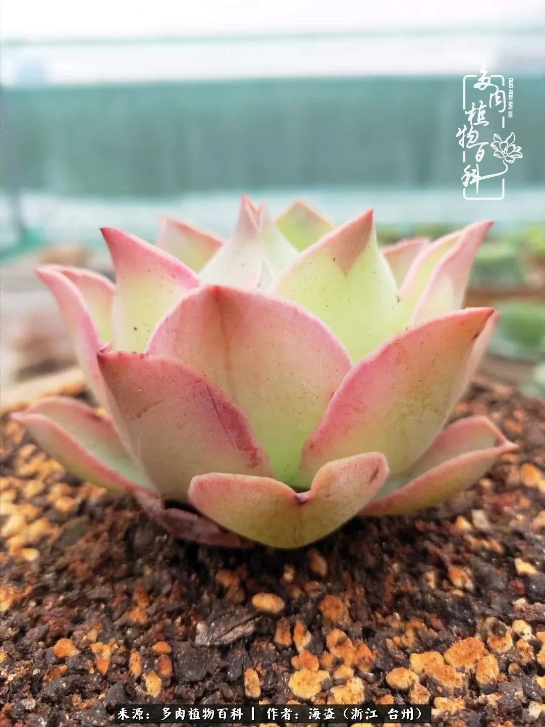 独爱玫瑰与法师！解密金老板和他的屋顶御花园