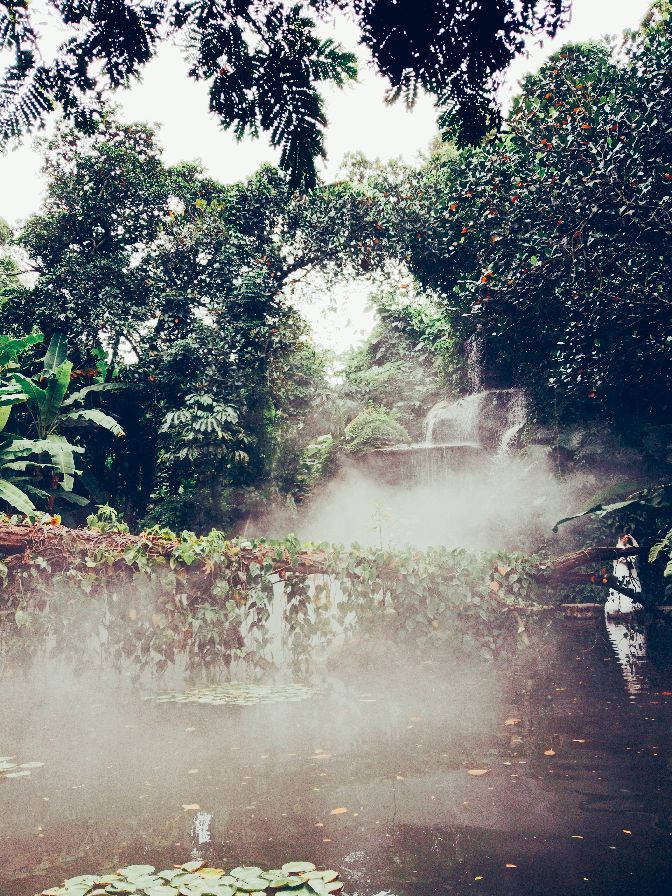 我的旅行日记夏日里的厦门,我的旅行日记厦门园林植物园