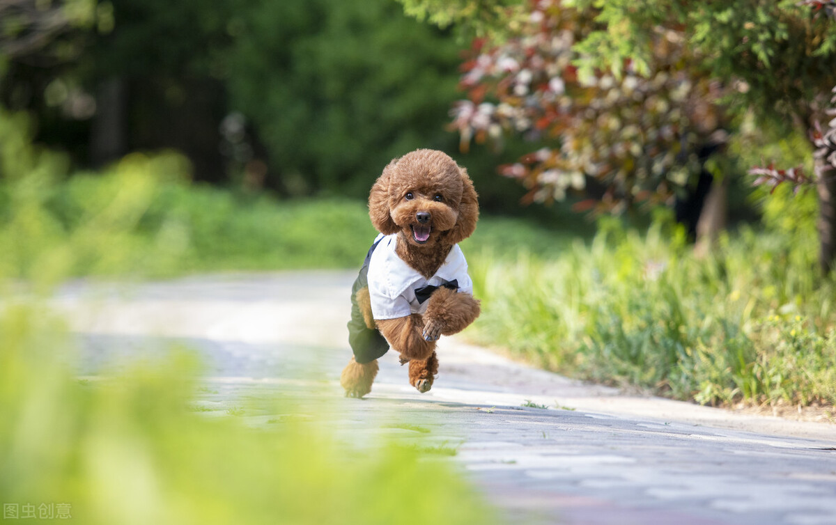 泰迪怎么养基础知识,泰迪如何养新手教程视频