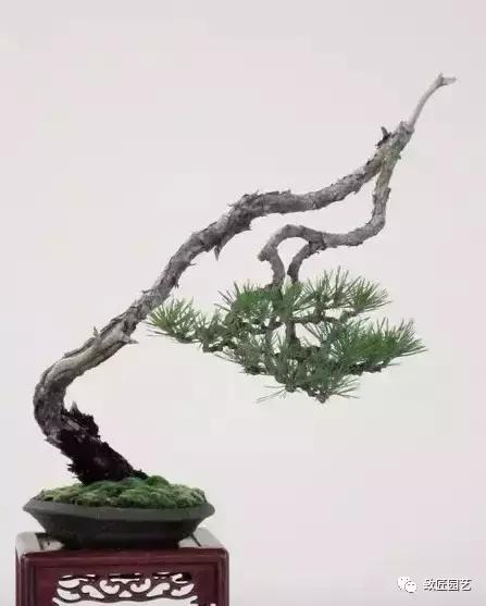 泰山松文人盆景,山松盆景100幅欣赏