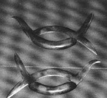 长得像鸭子但是嘴是尖的,长得像鸭子的家禽