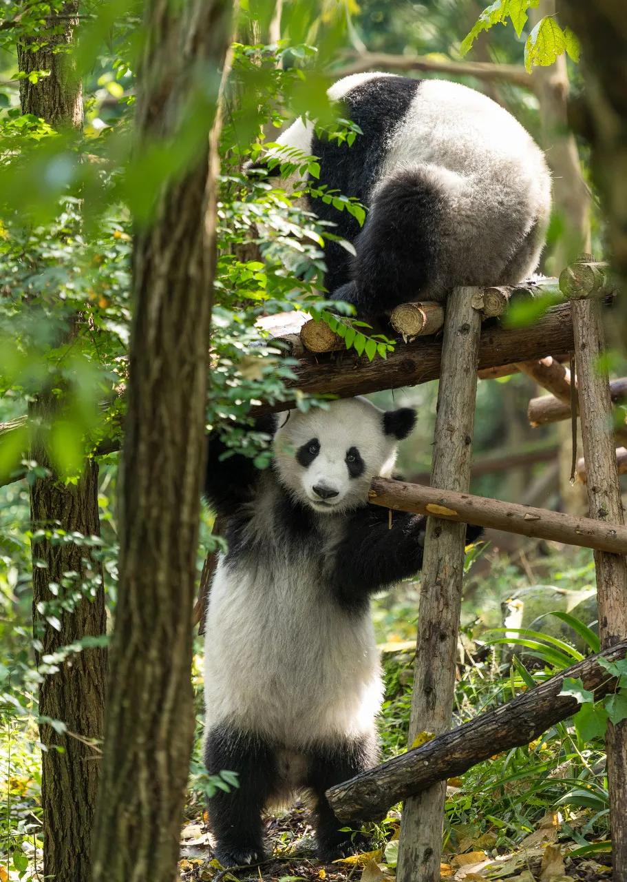 火箭浣熊是小熊猫还是小浣熊,小熊猫是浣熊科动物吗