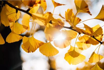 德化九仙山现场购票门票多少元,泉州德化九仙山风景区优惠团购