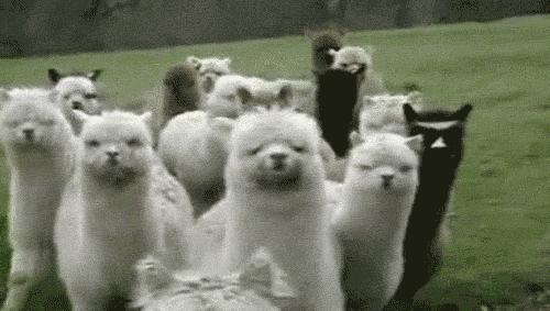 全球十大最受欢迎的野生动物园,伦敦十大动物园