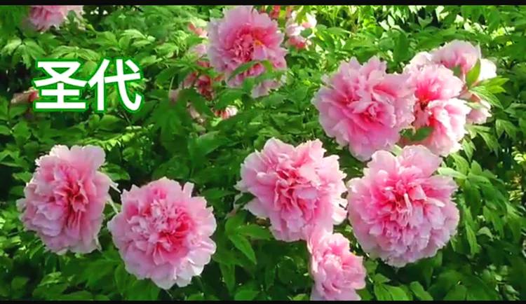 雍容华贵的国之牡丹惊艳了世界,美丽富贵的国花洛阳牡丹