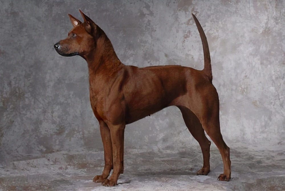 全球最厉害十大犬种,世界十大排名巨型犬种