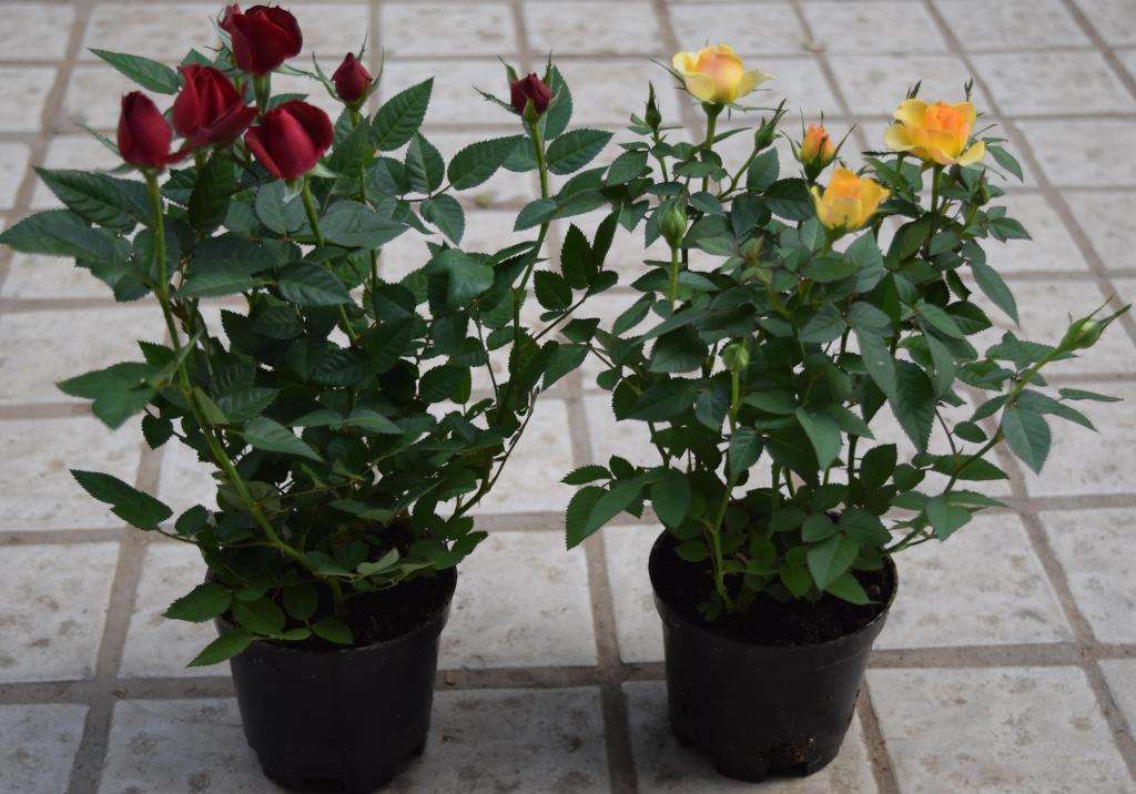 这4种绿植一定要养,四种最好养的盆景树