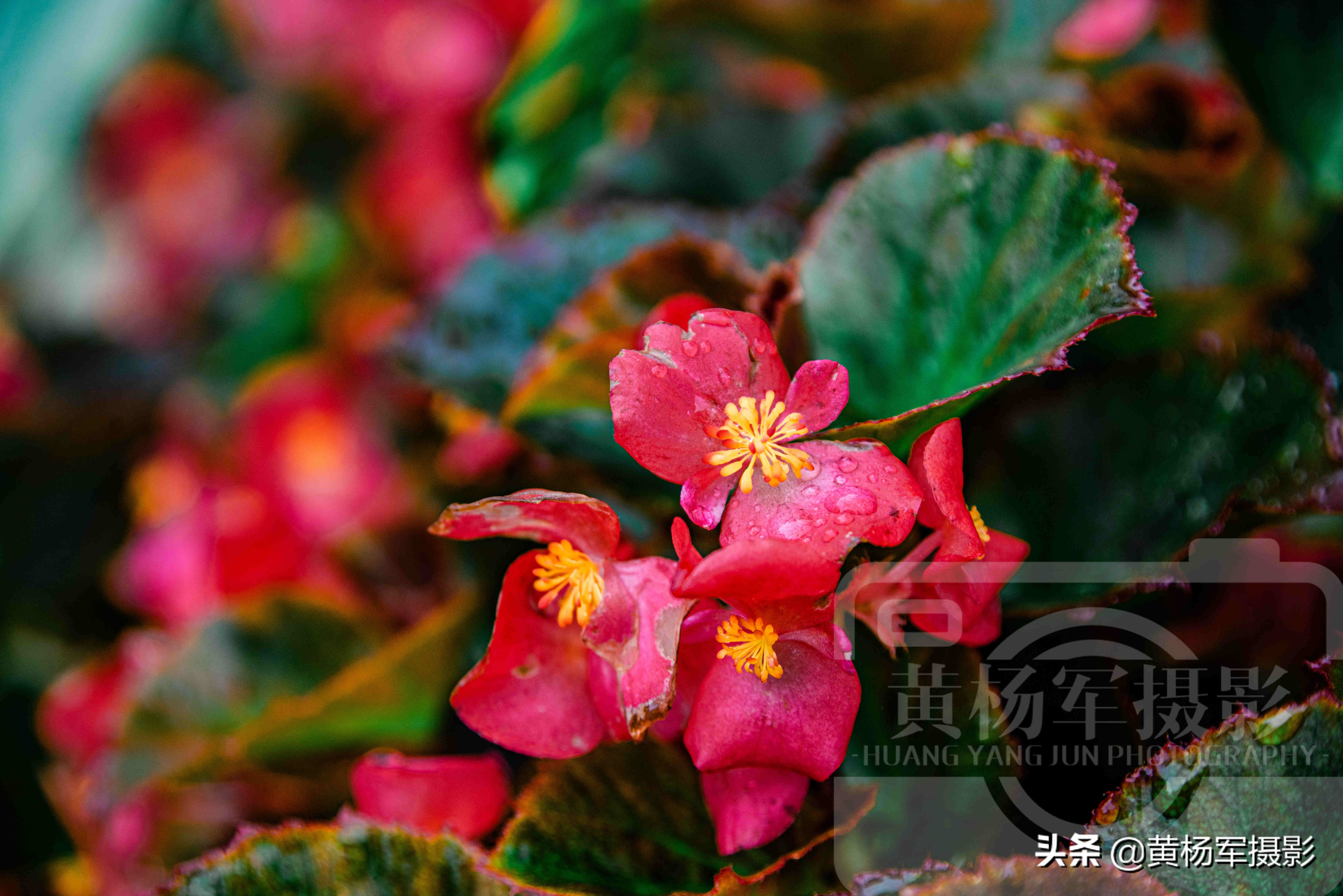 四季海棠花哪一种最漂亮,绚丽四季海棠花