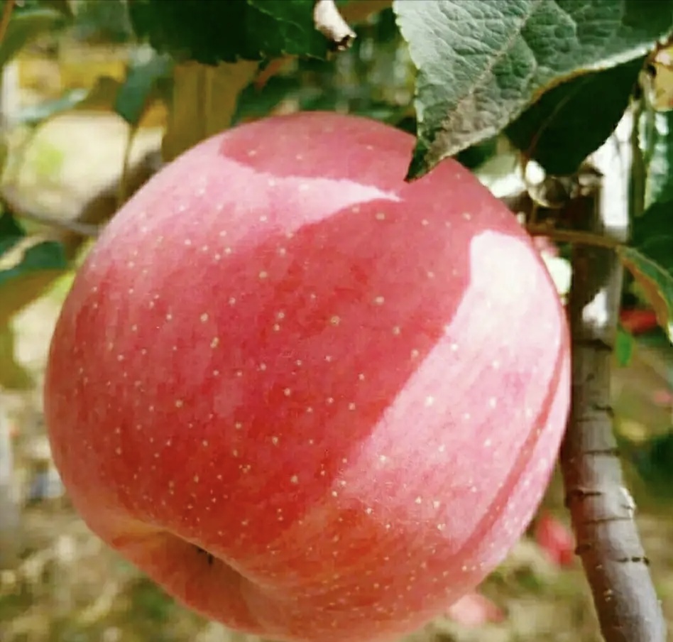 山西红富士苹果，手机微信号:13453922950