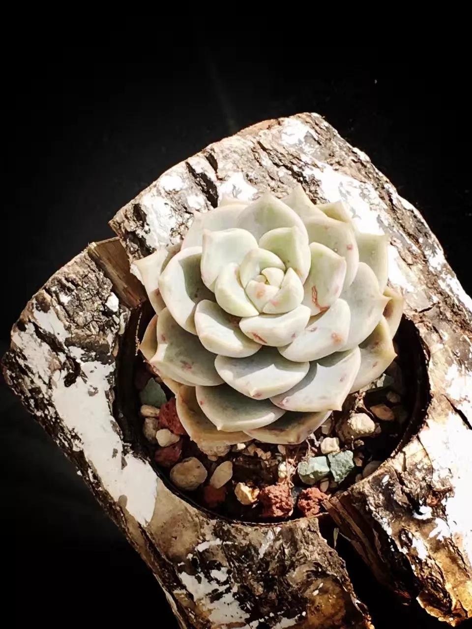 清欢养肉｜优生优育的白牡丹，让你从几片叶子跻身多肉大户