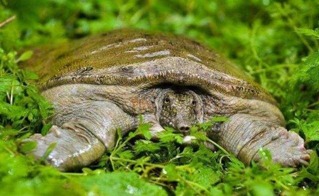 野生甲鱼和养殖甲鱼的区别在哪里,养殖甲鱼和野生甲鱼营养价值区别