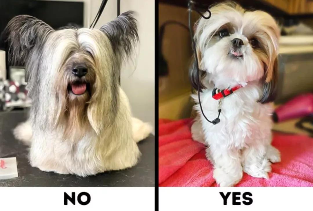 最好养不掉毛的狗狗,适合家养的狗狗推荐不掉毛