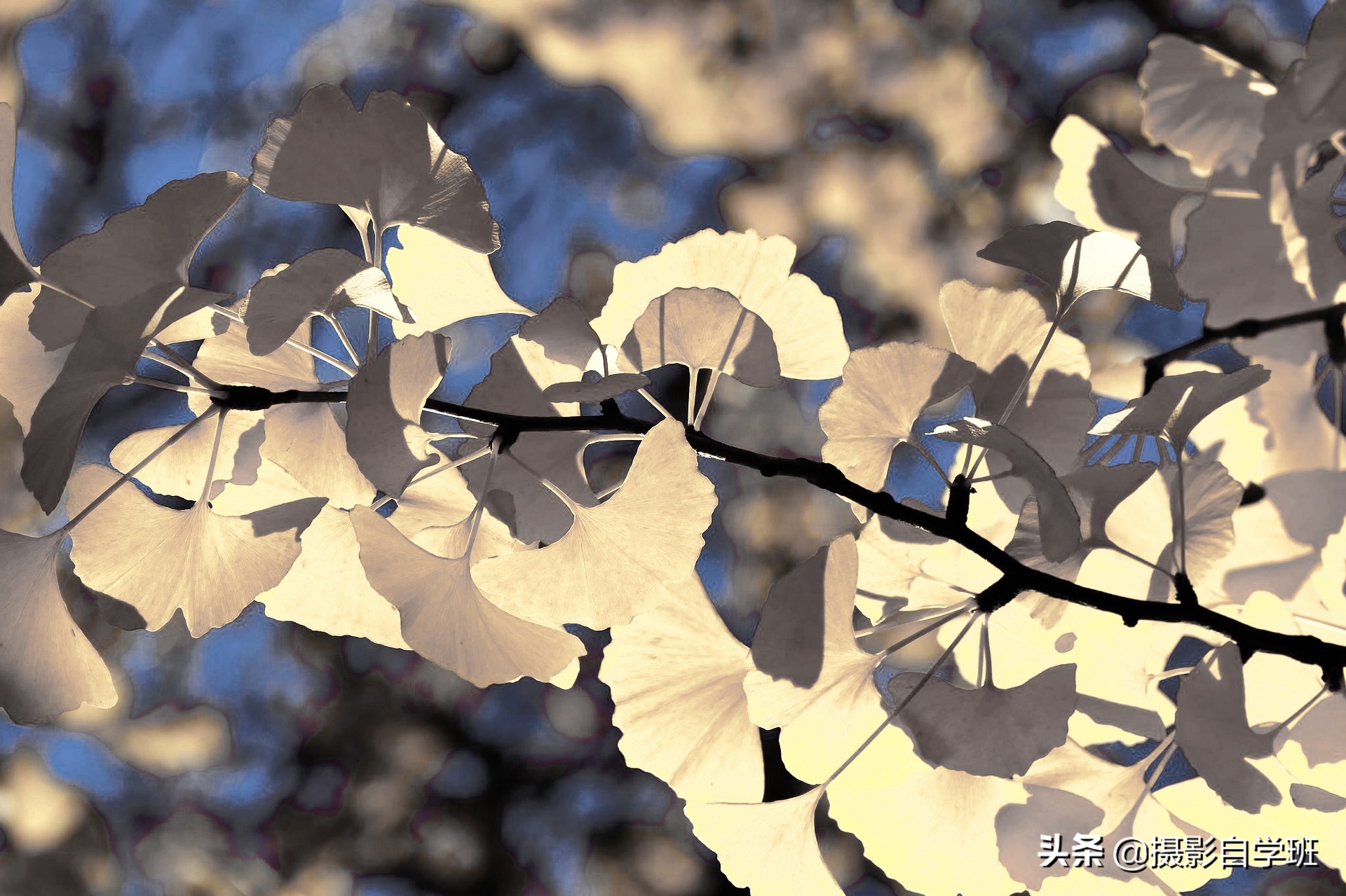 自学摄影全套摄影口诀表,记住摄影口诀想拍不好也难