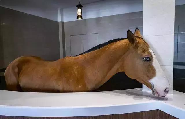 境内自驾-满韵猪福闹元宵齐贺马镇嘉年华自驾之旅