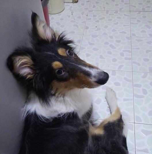 狗狗立耳立了一半是什么情况,狗狗立耳是一瞬间的吗