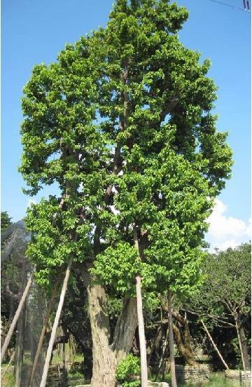 山竹号称水果皇后营养高,为什么山竹会被称为水果皇后