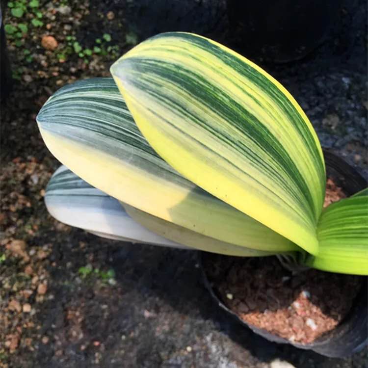 君子兰怎么样养一年多次开花,君子兰需要养几年才开花