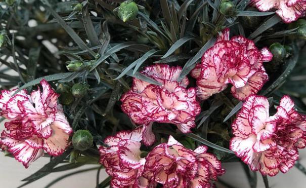 母亲节为什么要送康乃馨,母亲节33朵康乃馨什么寓意