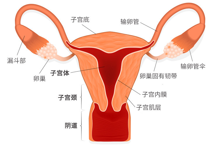 卵巢保养按摩用的精油,卵巢精油保养有用吗女性