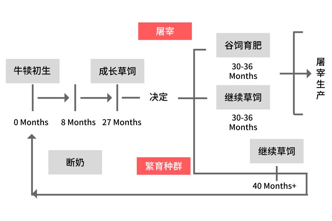 牛肉先锋|挑选好牛肉的锦囊妙计，“庖丁解牛”了解一下