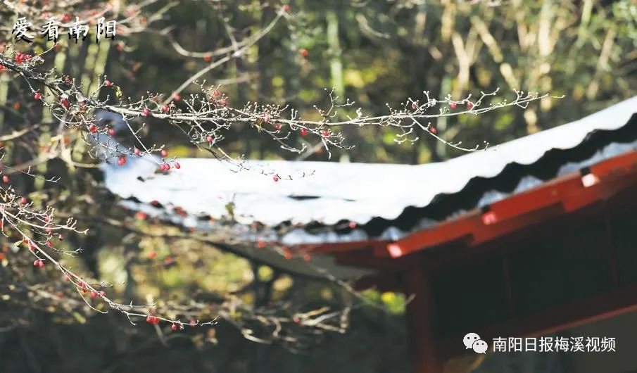 爱看南阳㉘初冬·暖阳依旧
