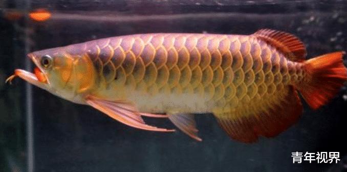 男子靠给金龙鱼美容致富，一条鱼收费上万，百万龙鱼死了照赔