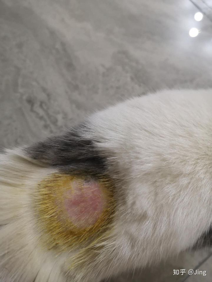 猫癣护理,幼猫猫癣最快治愈方法