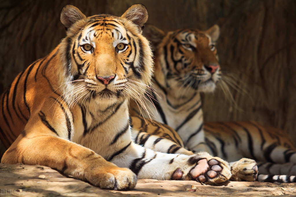 为什么每个人都说老虎比狮子厉害,为什么有些人认为狮子比老虎厉害