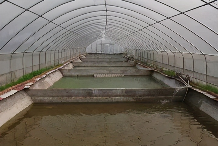 姚志刚养甲鱼,养甲鱼发家年赚一千万