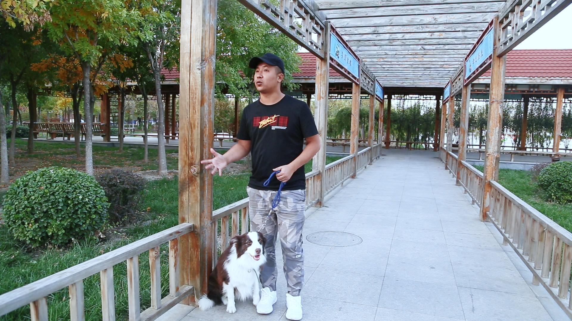 明明花的钱不少，狗狗的身体还是不好？可能你已经走入了喂养误区