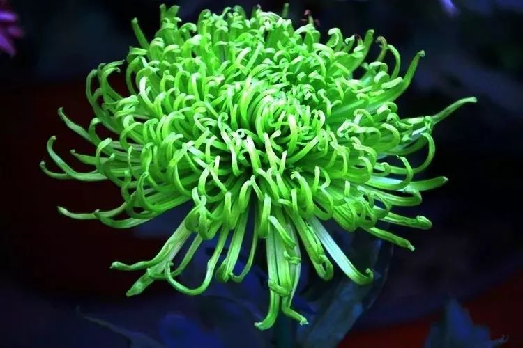 花中四君子菊花,花中四君子菊花的简介